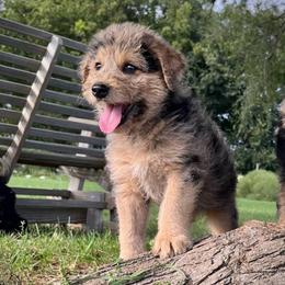 Molly - Merle female Assorted Doodle Crosses puppy in Kansas City, Missouri from Beary GoldenDoodles