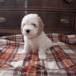 Nori - Parti female Goldendoodle puppy in Portage, Michigan from Country Lane Goldendoodles