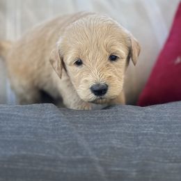 Garland Grace - Apricot female Goldendoodle puppy in Greenville, North Carolina from ENC Goldendoodles