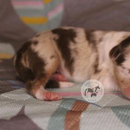 Boy 1 - Red merle male Australian Shepherd puppy in Colorado Springs, Colorado from Dawn 2 Dusk Ranch