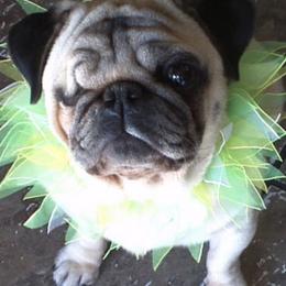 Pugs from Millpond Pugs