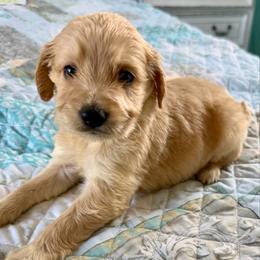 Daisy Mae - Cream female Goldendoodle puppy in Pensacola, Florida from Goldendoodles Love You in Pensacola Friend Edition