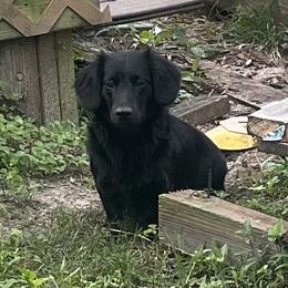 Bear - Dachshund