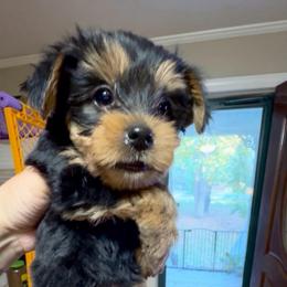 Moms Superman - Black and tan male Yorkshire Terrier puppy in Killen, Alabama from Yorkie Oodle Doodle