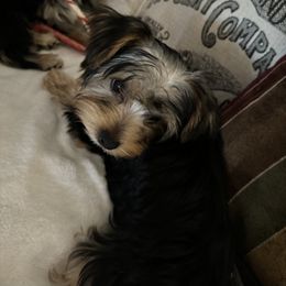 Yorkshire Terrier Puppies from Rumbaugh’s Yorkies