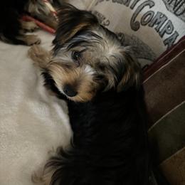 Yorkshire Terrier Puppies from Rumbaugh’s Yorkies
