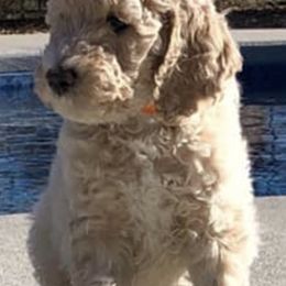 Poodles from Big Brew Farms LLC