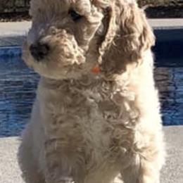 Poodles from Big Brew Farms LLC
