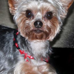 Yorkshire Terriers from D&D Yorkies of Texas