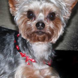 Yorkshire Terriers from D&D Yorkies of Texas