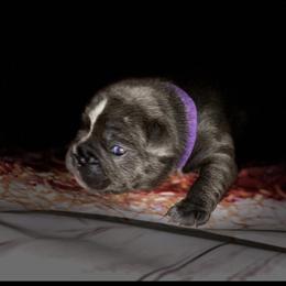 French Bulldog Puppies from Lovemyfrenchies