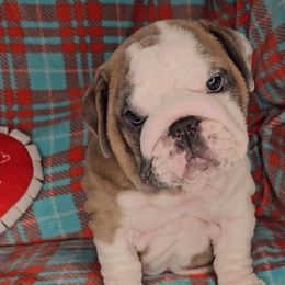 Bulldog Puppies from Illinois Bullies Kennel