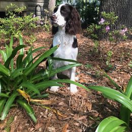 English Springer Spaniel Puppies from 31 Pines Springers & Retrievers