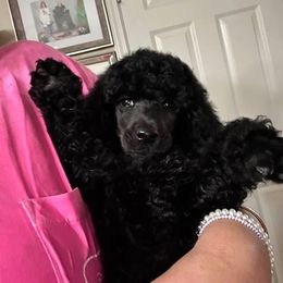 Pink Collar Girl - Blue female Poodle puppy in Savannah, Georgia from Coastal Poodles