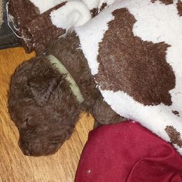 Chesapeake Bay Retriever Puppies from North Flow Chesapeakes