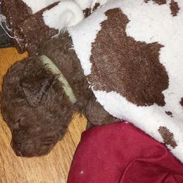 Chesapeake Bay Retriever Puppies from North Flow Chesapeakes