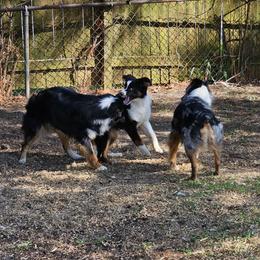 Australian Shepherd Puppies from Gypsy River Aussies