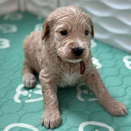 Spider Man - Cream male Goldendoodle puppy in Houston, Texas from Were The Mack'Doodles
