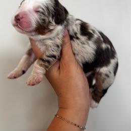 Christmas Pup- Santa Paws - Chocolate merle male Bernedoodle puppy in Bountiful, Utah from EasyBreezyDoodles