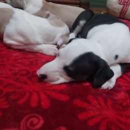 Morgan - White and black male Whippet puppy in New Port Richey, Florida from Trezlar Whippets