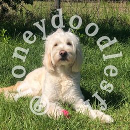 Honey - Goldendoodle