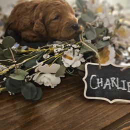 Goldendoodle Puppies from Woodland Creek Goldendoodles