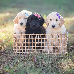 Goldendoodle Puppies from Cedar Creek Doodles
