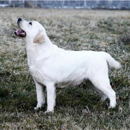 BonBon - Labrador Retriever