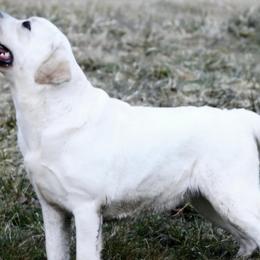 BonBon - Labrador Retriever