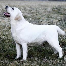 BonBon - Labrador Retriever