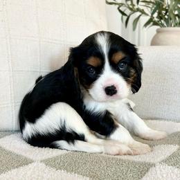 Socks - Tri-color male Cavalier King Charles Spaniel puppy in Buckeye, Arizona from Parks Cavaliers
