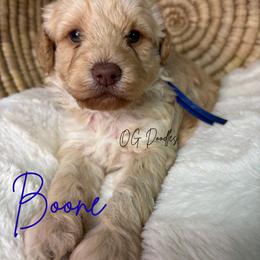 Boone - Apricot male Goldendoodle puppy in Cleveland, Georgia from The O.G. Doodles