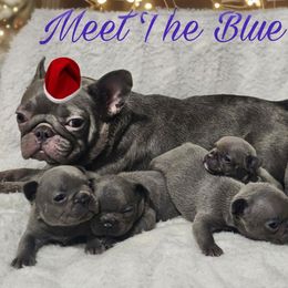 French Bulldog puppies from Poos&Bulls Keepsake