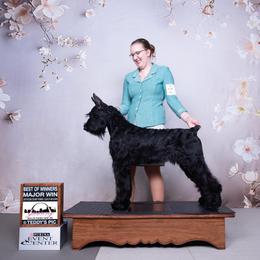Gambler - Giant Schnauzer