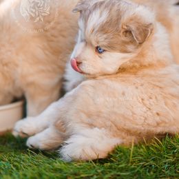 Pomsky Puppies from Southpaw Pomskies