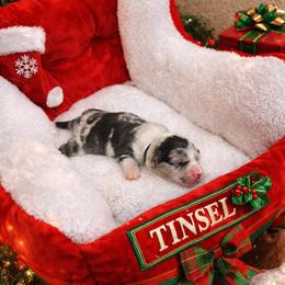 Tinsel - Blue merle and white male American Corgi puppy in Temple, Texas from Silver Moon Cardigan and American Corgis
