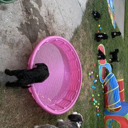 Bernedoodle Puppies from Doggy Darlins