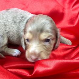 Martina - Dapple female Dachshund puppy in Mesquite, Texas from AB Dachshund