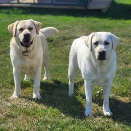 Labrador Retrievers from Auglaize River Retrievers