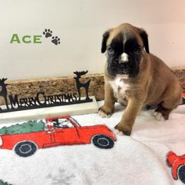 Ace - Fawn male Boxer puppy in Cicero, New York from MK Boxer Haven of CNY