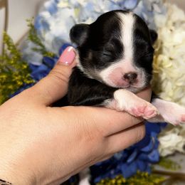 Girl 1 - Chihuahua puppy in Austin, Texas from Sinai’s Long Hair Apple Head Chihuahuas