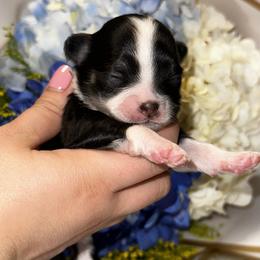 Girl 1 - Chihuahua puppy in Austin, Texas from Sinai’s Long Hair Apple Head Chihuahuas