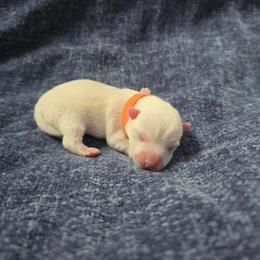McDuff - White male West Highland White Terrier puppy in Toronto, Ohio from Shekinah’s Mi-Kis & Cricket Hill’s Westies