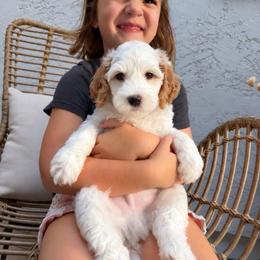 Birch - Parti male Goldendoodle puppy in Gilbert, Arizona from Doodle Bliss