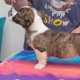 Hemingway - Brindle and white Cardigan Welsh Corgi puppy in Bel Air, Maryland from Brechdan Cardigan Welsh Corgis