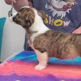 Hemingway - Brindle and white Cardigan Welsh Corgi puppy in Bel Air, Maryland from Brechdan Cardigan Welsh Corgis