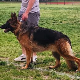 German Shepherd All Grown Up from Schultz's Premium German Shepherds