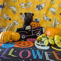 Blue  male - Sable male German Shepherd puppy in Springfield, Ohio from Freeze Farms