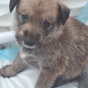 Berger Picard Puppies from Touche Rose
