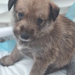 Berger Picard Puppies from Touche Rose
